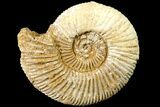 Jurassic Ammonite (Perisphinctes) Fossil - Madagascar #161731-1